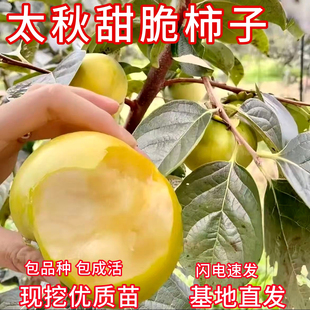 太秋柿子树苗南北方庭院耐寒甜柿子苗矮化盆栽嫁接苗甜脆柿子大树