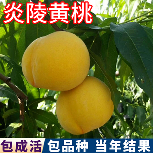 炎陵黄桃树苗南北方特大嫁接盆栽甜脆黄桃树果苗庭院地栽耐寒活苗