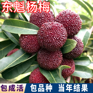 东魁杨梅苗南北方庭院地栽大杨梅树树苗盆栽嫁接苗晚熟当年结果