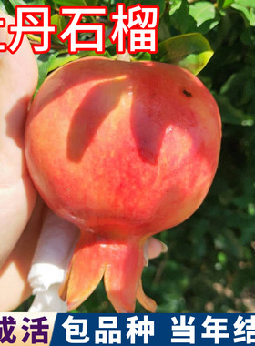 牡丹石榴树包活包结果现挖发货