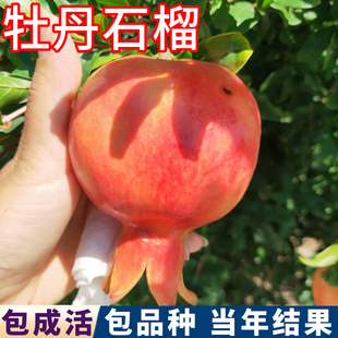 牡丹石榴树树苗南北方庭院软籽特大石榴树盆栽嫁接苗老桩当年结果