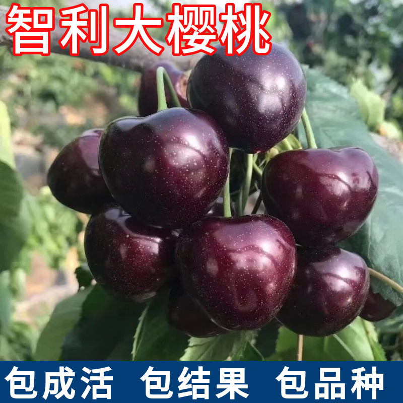智利车厘子树苗南北方庭院耐寒特大樱桃苗盆栽矮化嫁接苗当年结果,鲜花速递/花卉仿真/绿植园艺,果树,淘宝优惠券,粉丝福利购,淘宝优惠卷