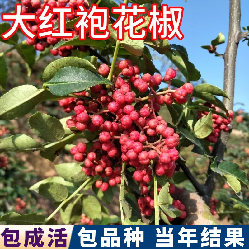 大红袍花椒苗树包活食用当年结果图片