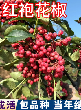 大红袍花椒苗树包活食用当年结果