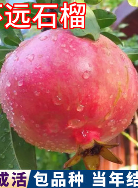怀远石榴树包活包结果现挖发货