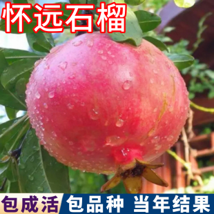 怀远石榴树庭院耐寒石榴树树苗盆栽嫁接苗南北方石榴树老桩当年结