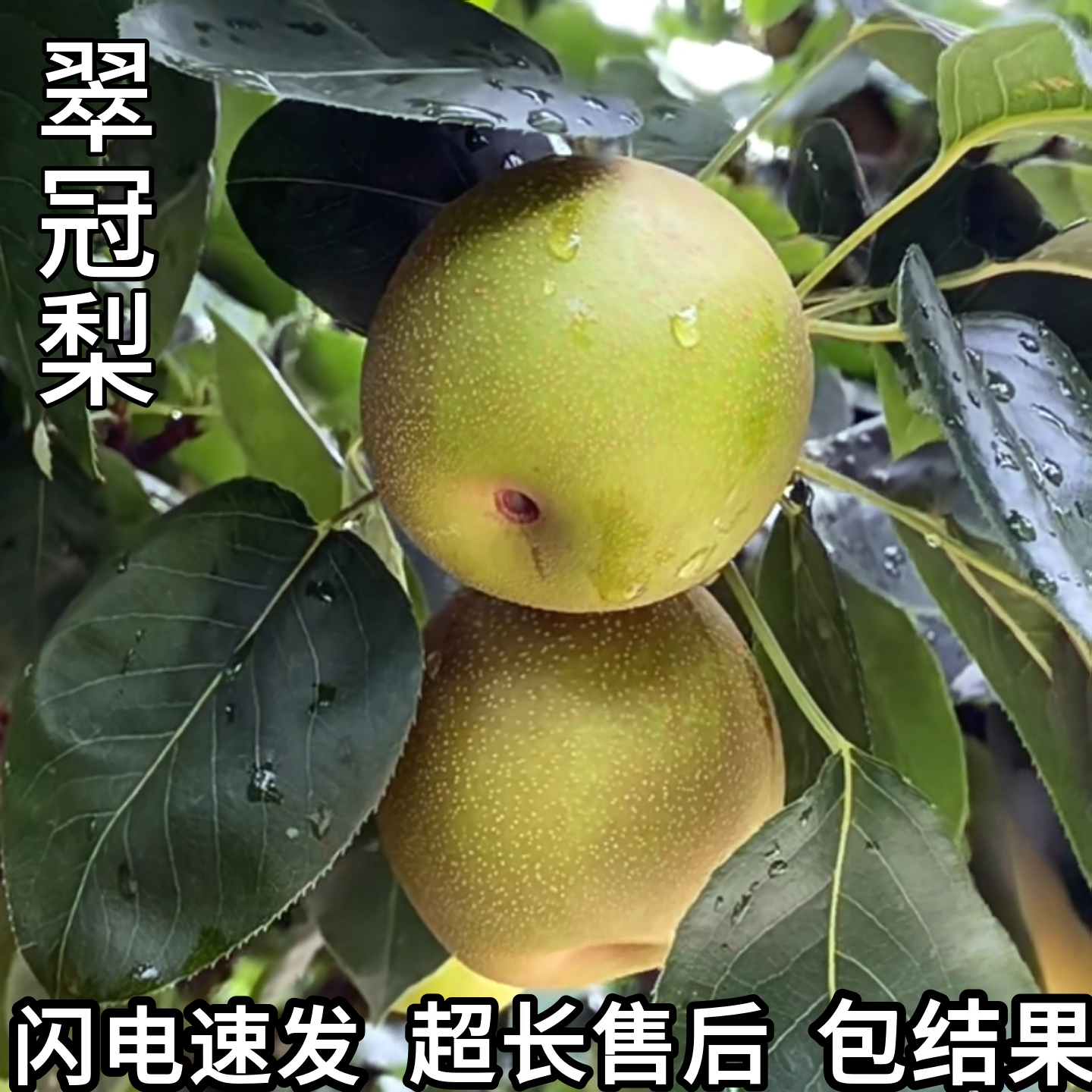 翠冠梨树苗现挖优质苗包活包结果