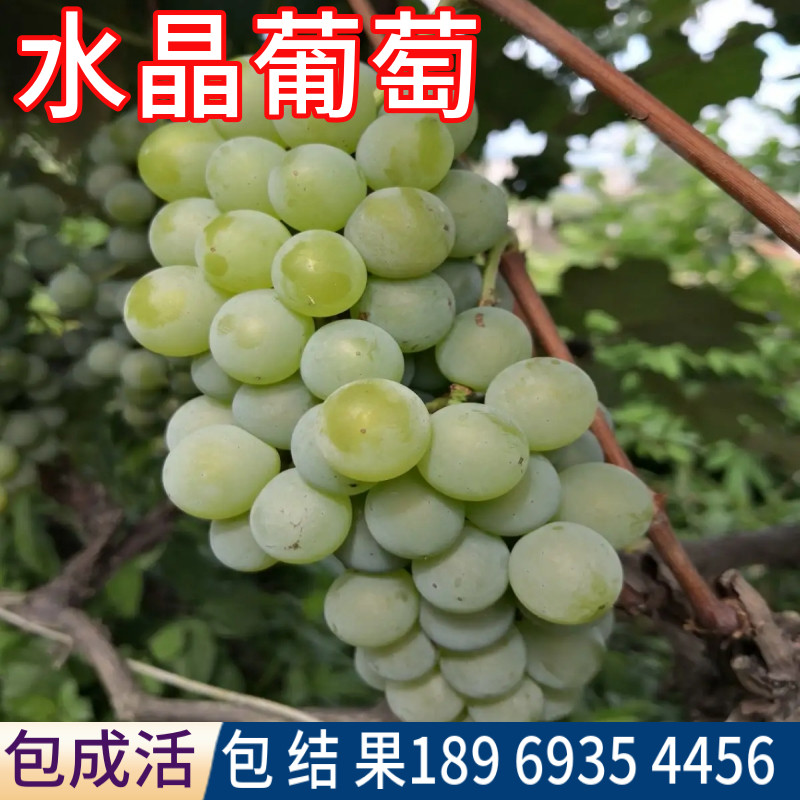 水晶葡萄苗南北方种植耐寒爬藤果苗庭院盆栽无核老品种葡萄树苗