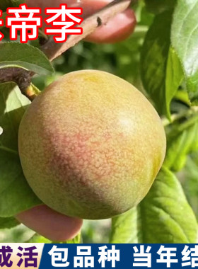 味帝李子树苗现挖壮苗包品种包活