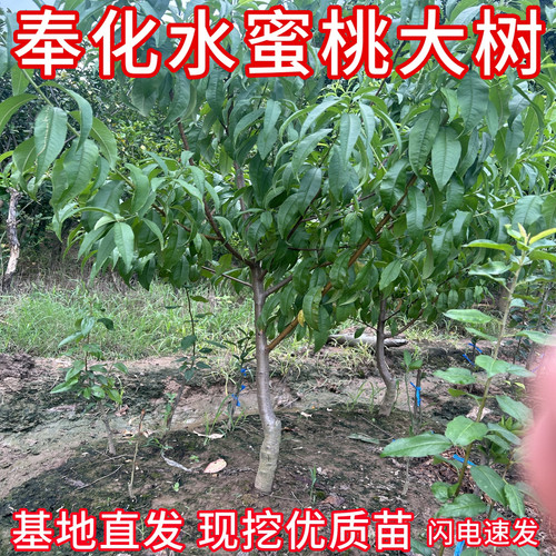 奉化水蜜桃树现挖原土球基地直发