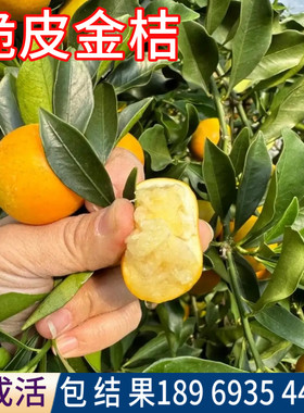 脆皮金桔树苗现挖发货包活包结果