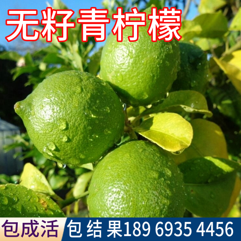 无籽青柠檬树带土球带叶子精品树