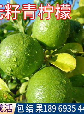 无籽青柠檬树带土球带叶子精品树