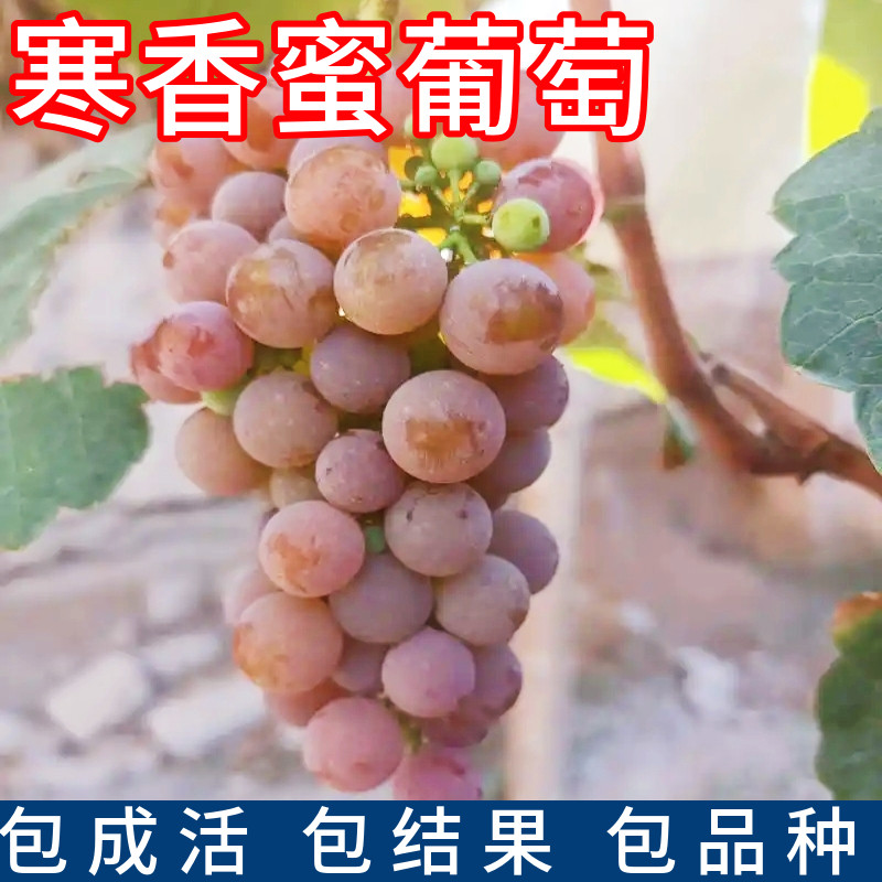 寒香蜜葡萄苗庭院无核现挖包成活