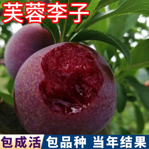 芙蓉李子树果苗现挖发货当年结果