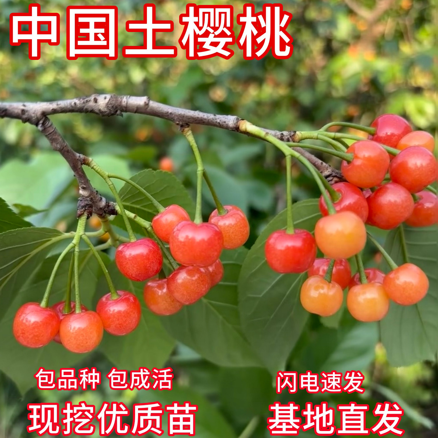 老品种樱桃树苗庭院特大本土樱桃苗盆栽嫁接苗当年结果,鲜花速递/花卉仿真/绿植园艺,果树,淘宝优惠券,粉丝福利购,淘宝优惠卷