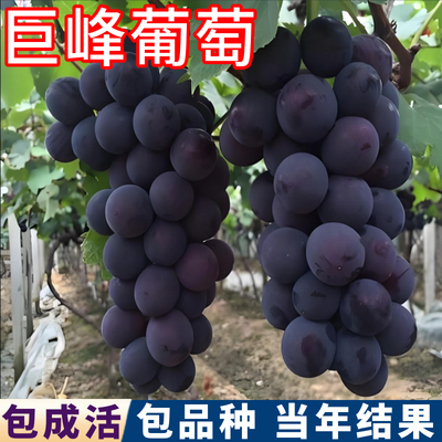 巨峰葡萄树苗包成活当年结果现挖