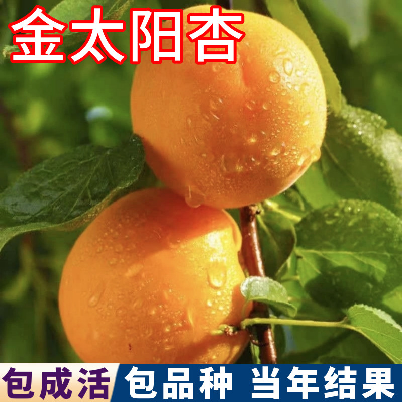 金太阳杏树果苗南北方庭院地栽种植杏子树耐寒盆栽嫁接苗当年结果