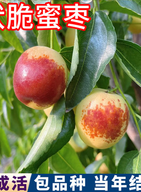 伏脆蜜枣苗包成活包品种当年结果