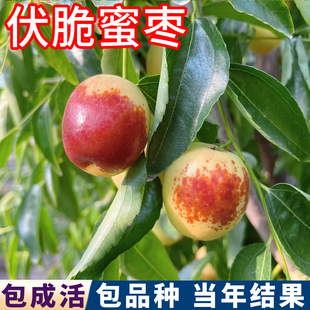 伏脆蜜枣树果苗南北方耐寒大枣树活苗盆栽嫁接苗枣树树苗当年结果