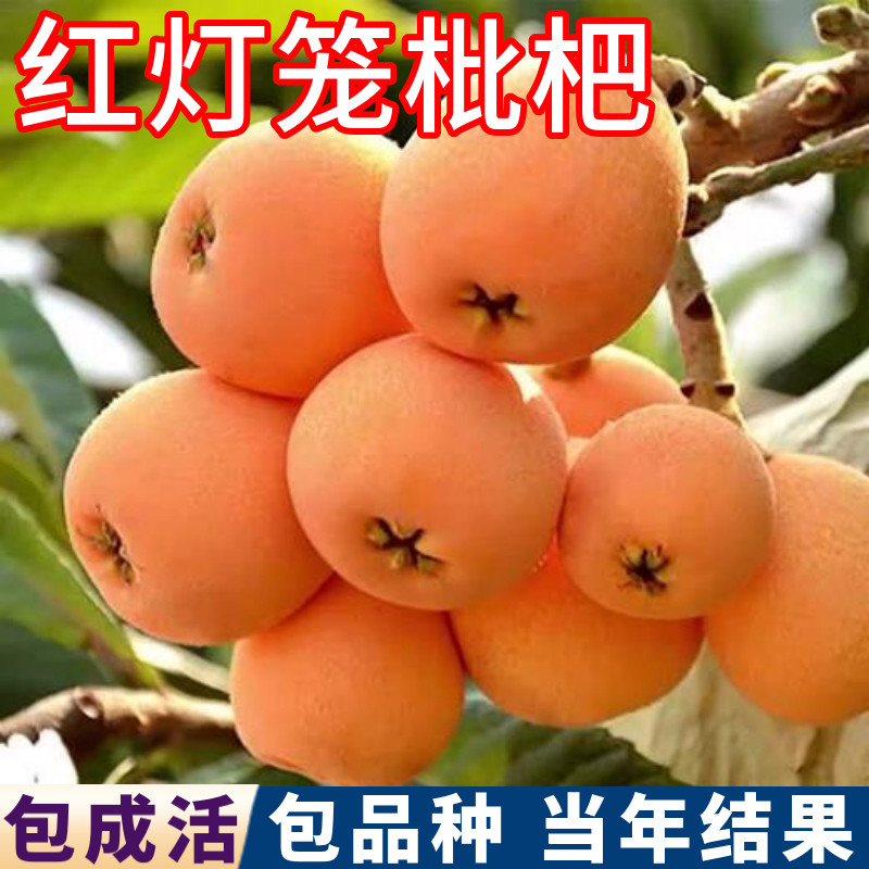 红灯笼枇杷树包活包对版现挖发货图片