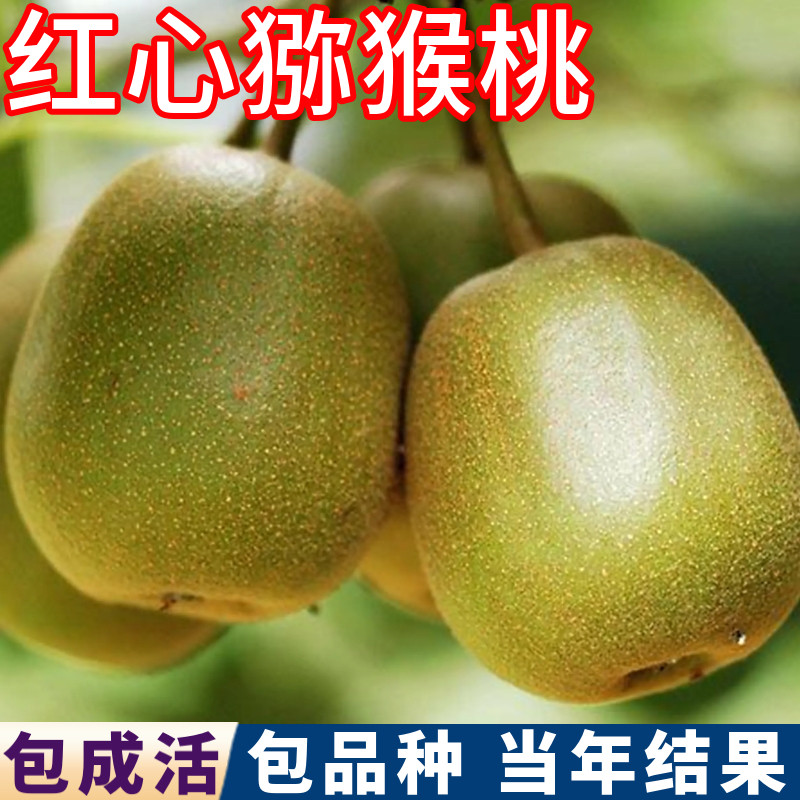 红心猕猴桃树包活包对版现挖发货图片