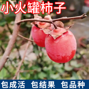 小火罐柿子树南北方庭院耐寒柿子树果苗盆栽苗火晶软柿子当年结果