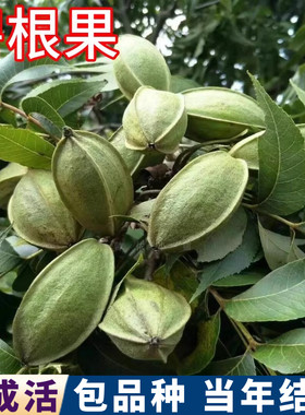 碧根果树果苗包货包品种当年结果