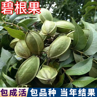 碧根果树果苗包货包品种当年结果
