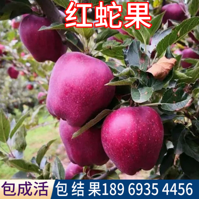 红蛇果树苗包活包对版现挖发货