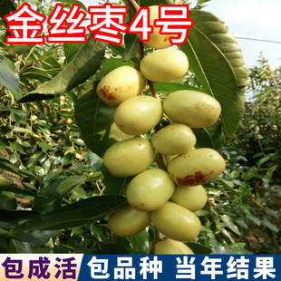 金丝枣4号枣树活苗南北方大枣树树苗盆栽枣树果苗嫁接苗当年结果