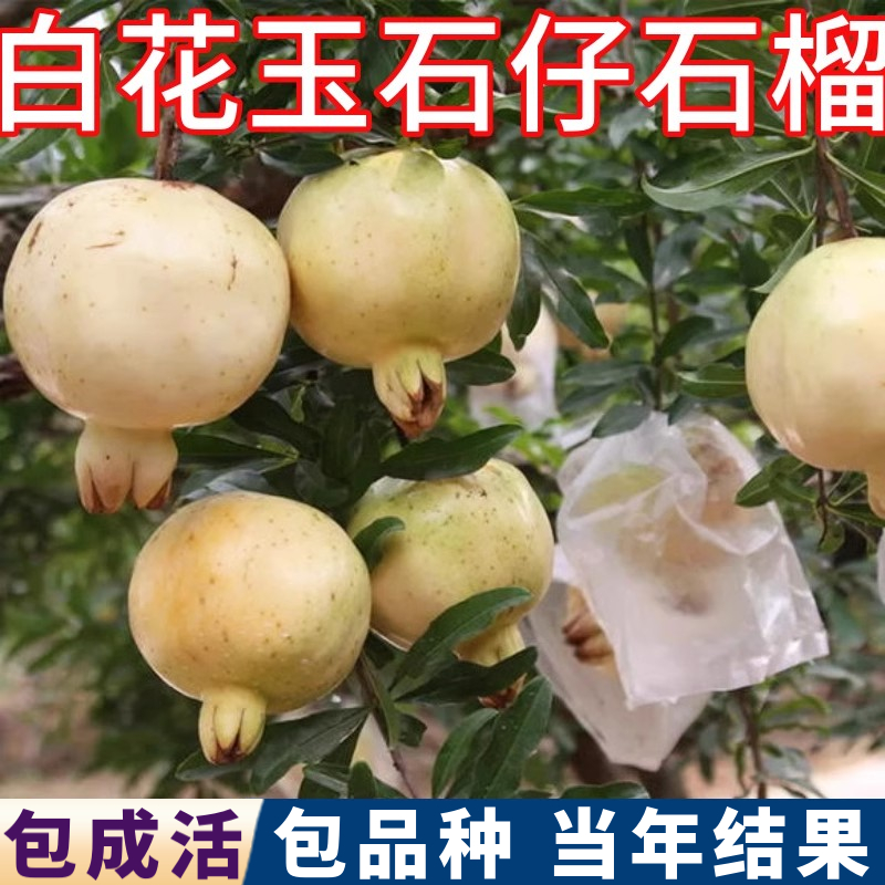 白花玉石籽石榴树树苗南北方耐寒特大果苗盆栽地栽老桩当年结果