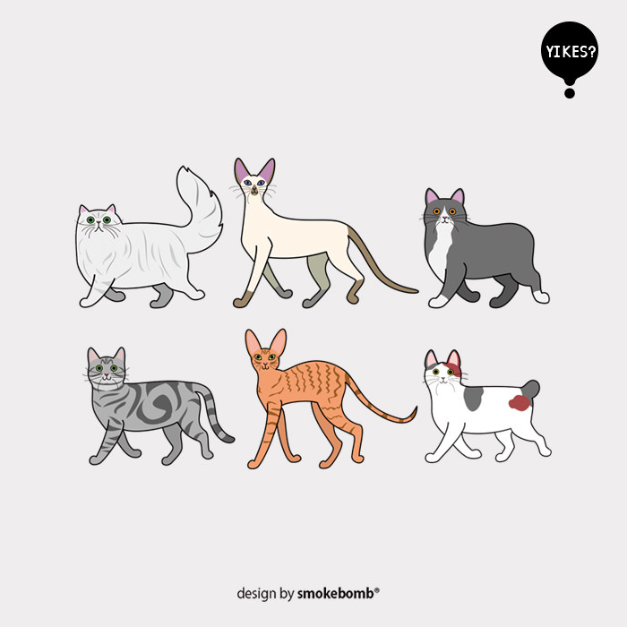 smokebomblab kids猫猫系列 暹罗猫 英短  组合 纹身贴