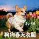 全棉纱透气宠物小型犬背心小狗春夏天季 柯基专用狗狗衣服春装 薄款