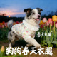 陨石边牧专用狗狗衣服春装 全棉纱透气宠物小狗背心大型犬春夏 薄款
