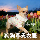 吉娃娃专用狗狗衣服春装 全棉纱透气宠物小型犬背心小狗春夏天 薄款