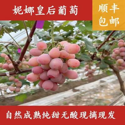 纯甜无酸妮娜皇后酒香味