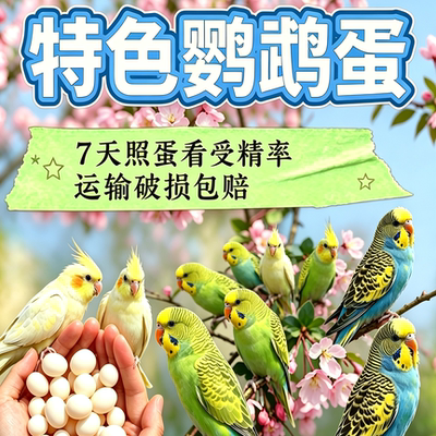 黄化原始灰珍珠玄凤蛋