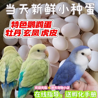 高纯牡丹鹦鹉种蛋玄凤可孵化白子受精率高种鸟蛋鹦鹉虎皮人工孵化