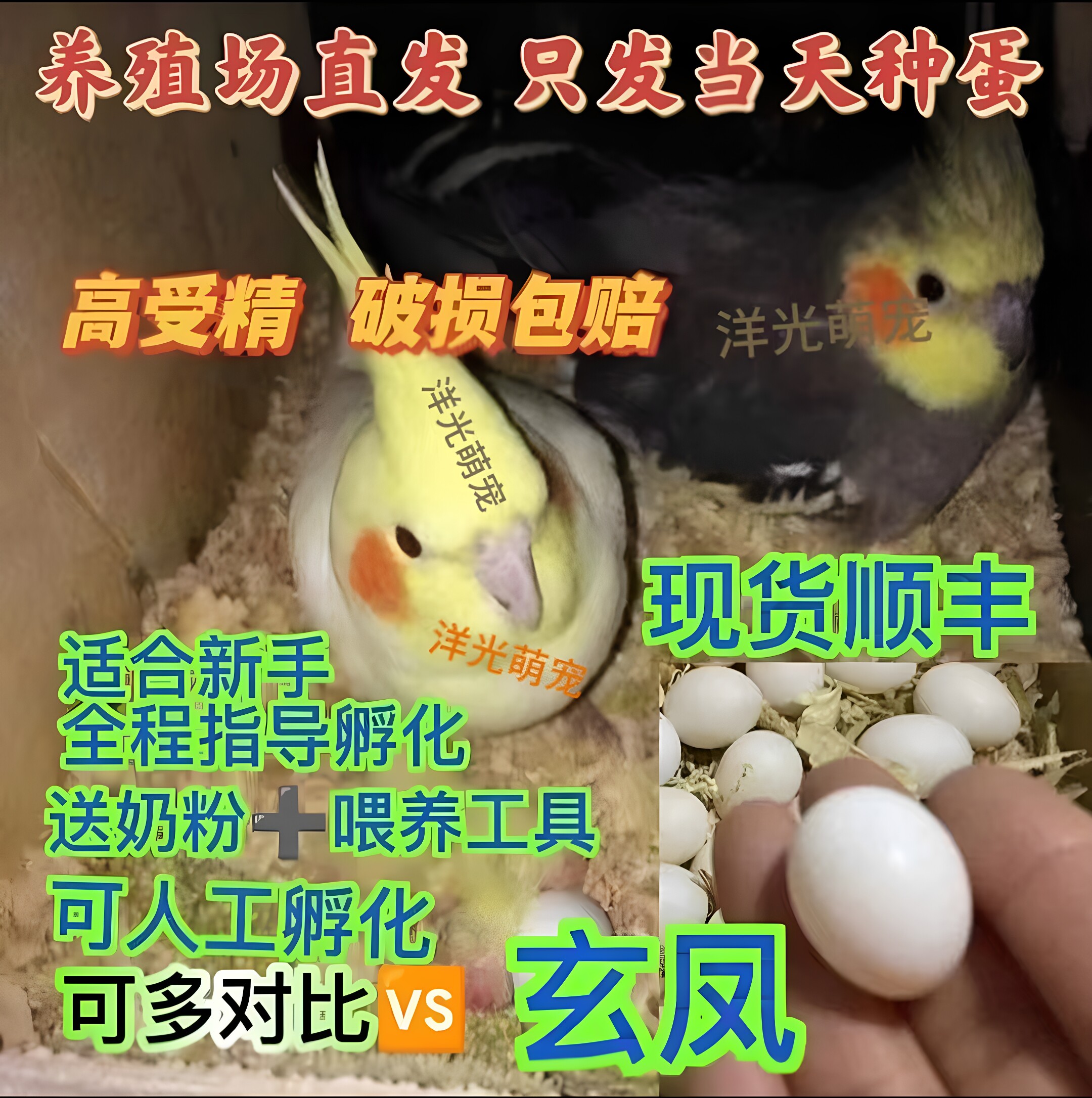 黄化原始灰珍珠玄凤蛋