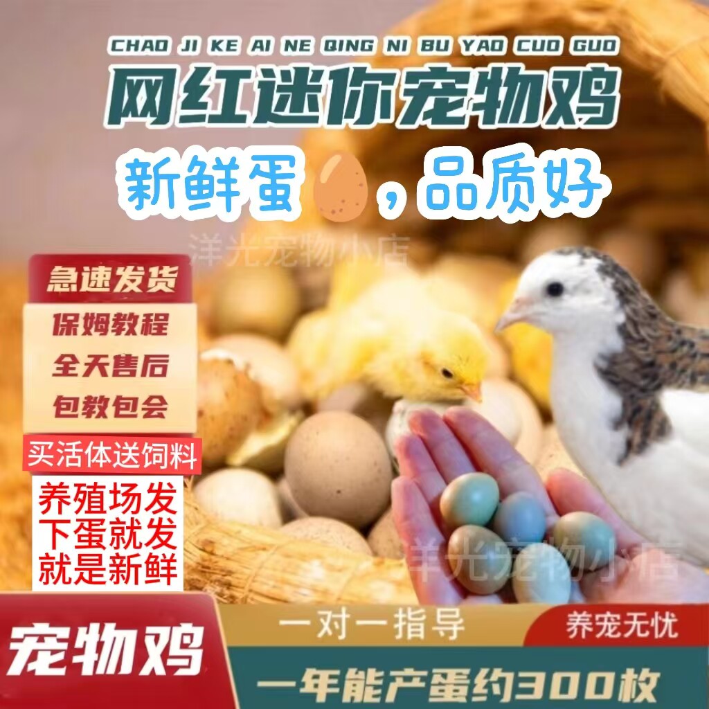 网红宠物鸡活物观赏鸡