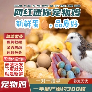 高纯礼服芦丁鸡蛋纯白瓦灰可孵化种蛋鸡蛋迷你鸡阳台鸡活体受精蛋