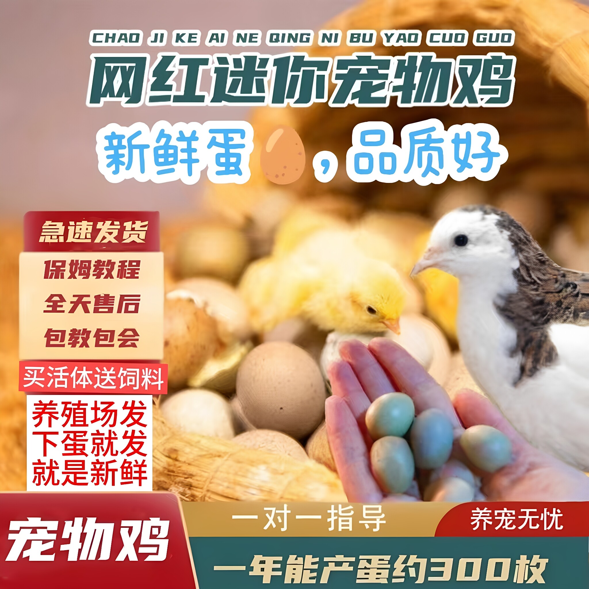 网红宠物鸡活物观赏鸡