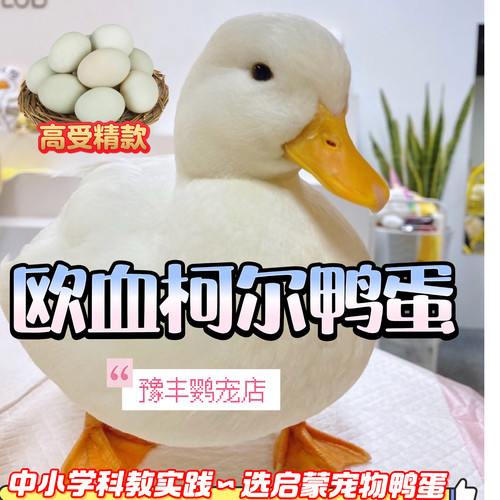 宠物科教鸭种蛋受精蛋儿童玩伴