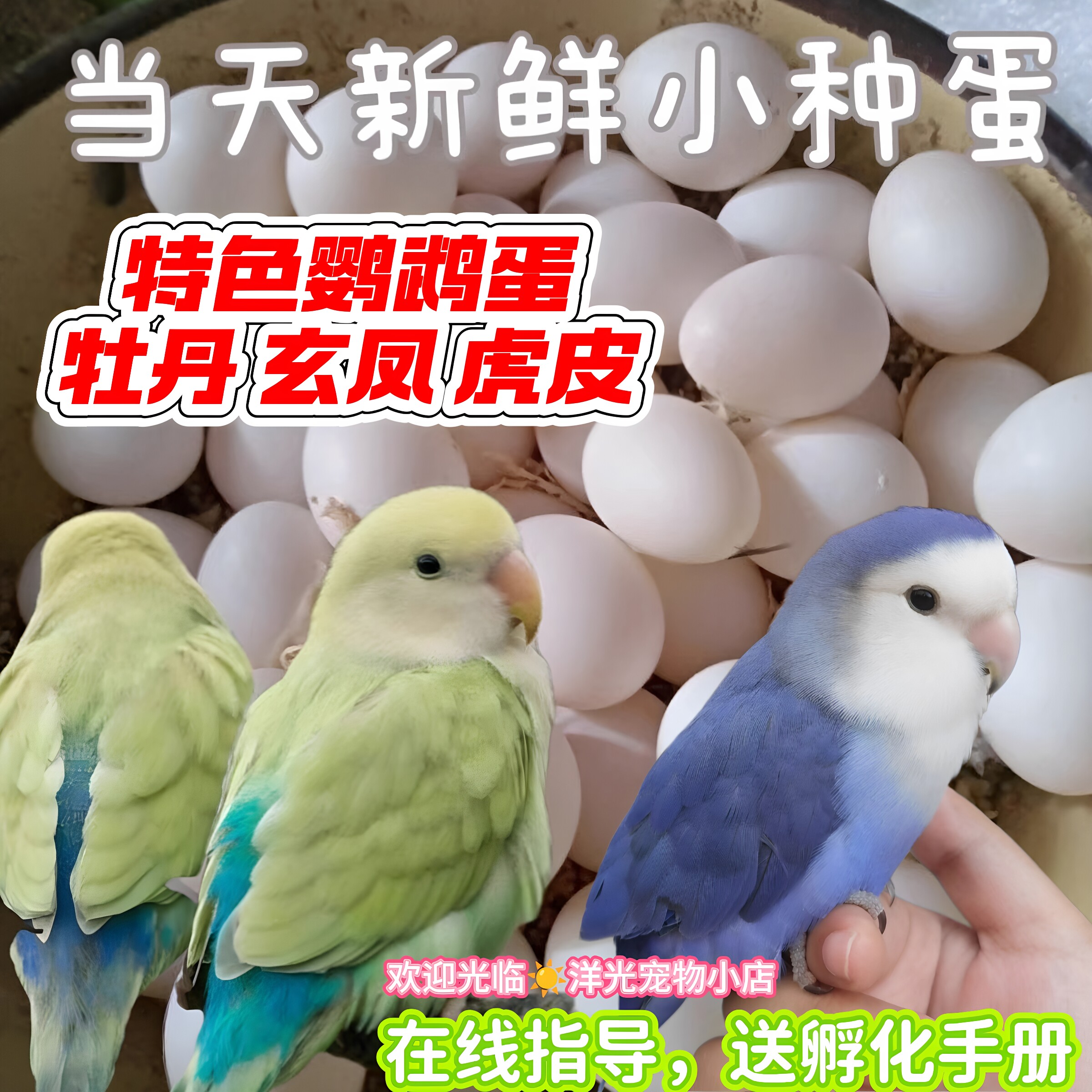 高纯牡丹鹦鹉种蛋松石派澳桂蛋