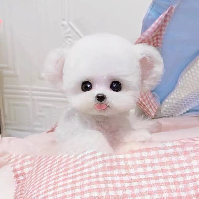 小体纯种飞耳比熊犬幼犬茶杯犬法国卷毛小型犬CKU宠物狗小狗活物