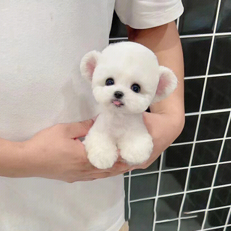 飞耳小体纯种比熊犬幼犬茶杯犬法国卷毛小型犬CKU宠物狗小狗活物