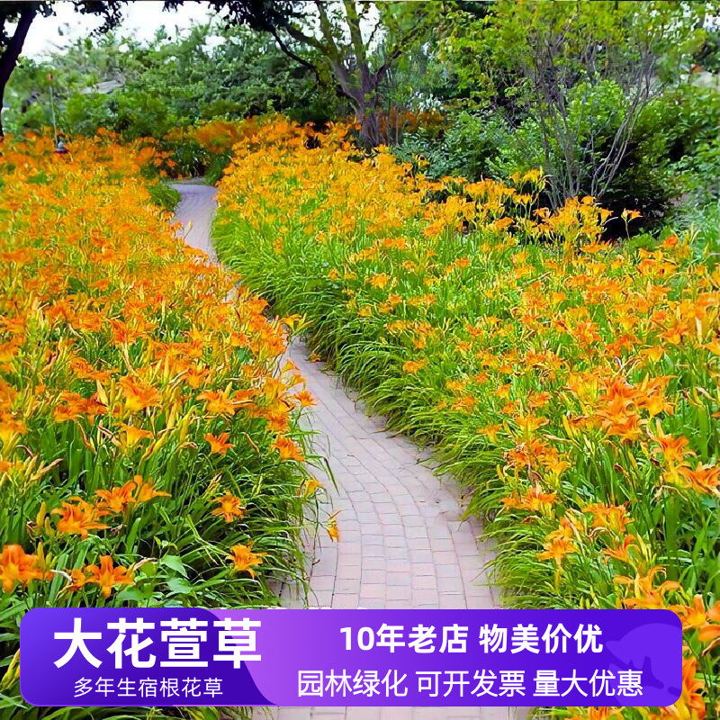 大花萱草庭院道路绿化工程花卉苗木多年生小区园林造景花草绿植物