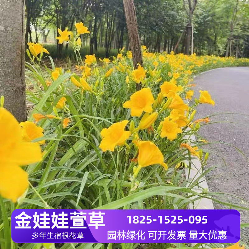 金娃娃萱草庭院绿化花卉多年生绿植花草道路旁绿化带植物阳台盆栽