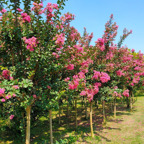 紫薇苗庭院道路绿化花卉苗木植物
